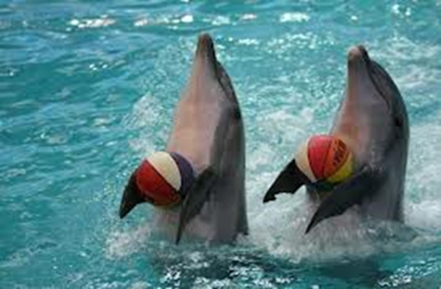 dolphin balls